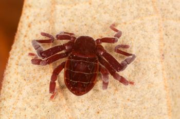 Media type: image;   Invertebrate Zoology 30914